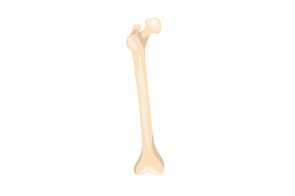 Femur: Medical Crafts for Branding