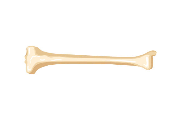 Tibula: Medical Crafts Design Asset